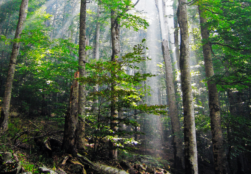 Climate action must include protecting old-growth rainforest