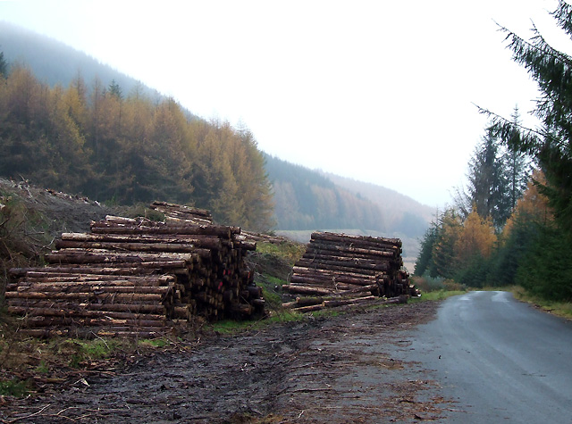 Don’t Let Timber Salvage Damage Our Forests