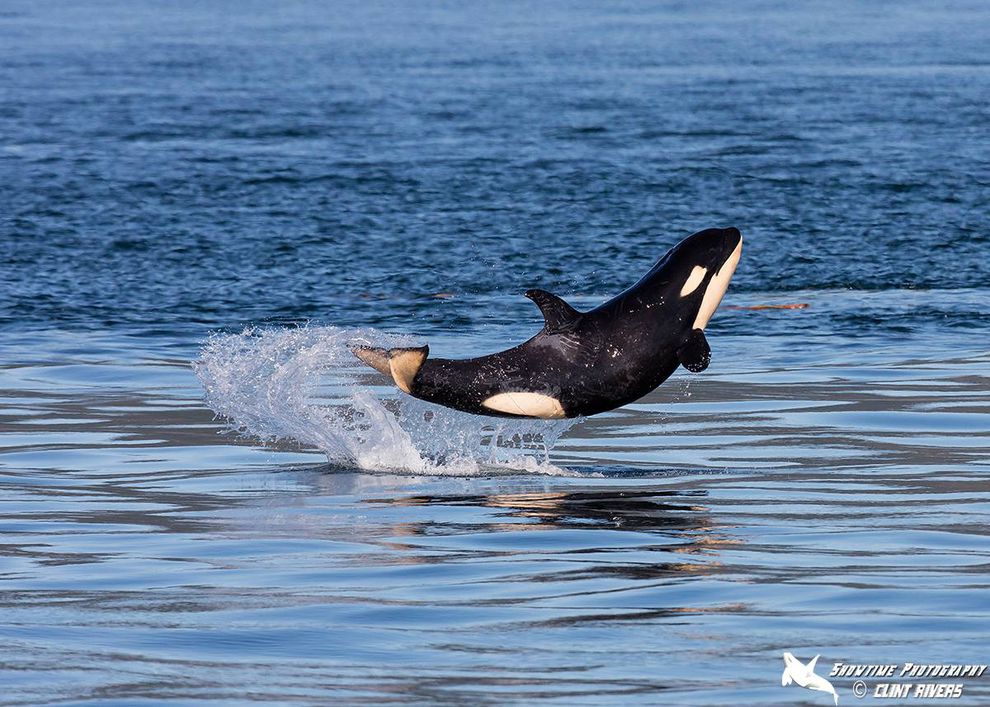 Skaana Podcast: Saving Scarlet, surrendering on Scoter, grieving with Tahlequah and praying for pregnant orcas. A news update on the southern residents