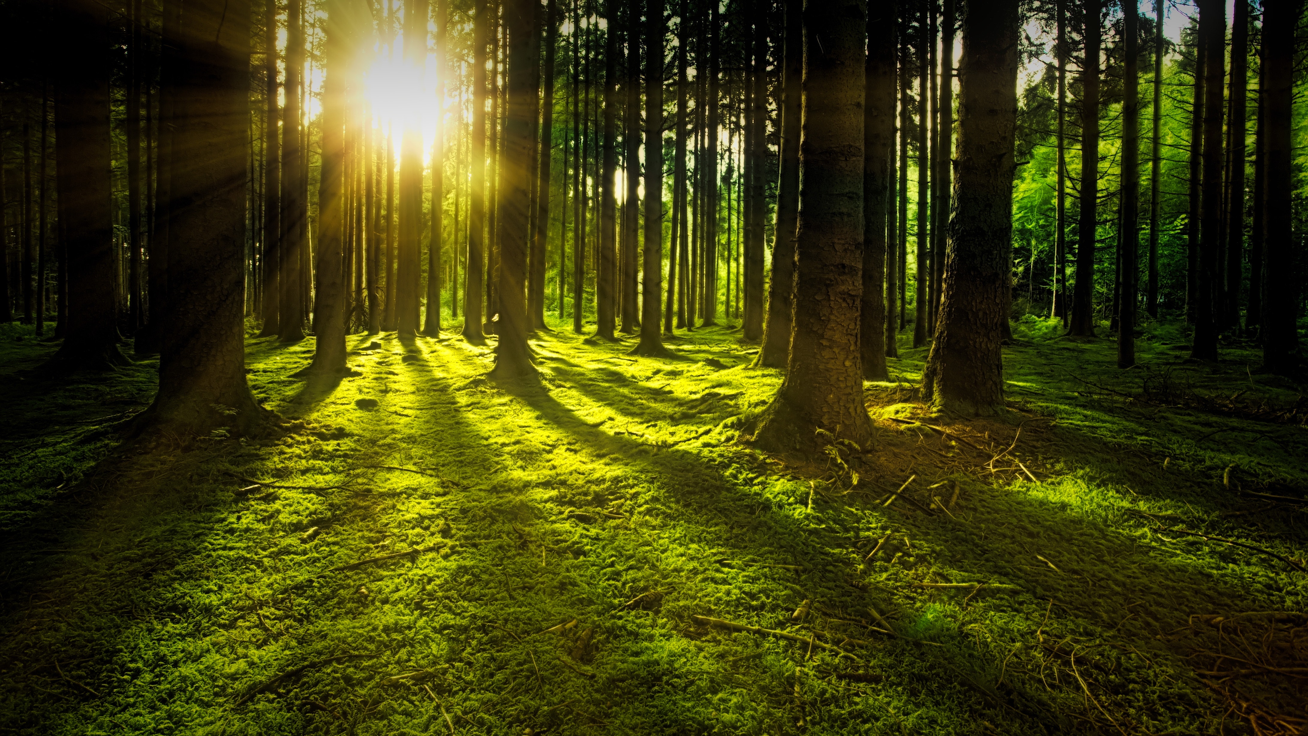 All Things Trees: A Collection of Articles Worth Reading