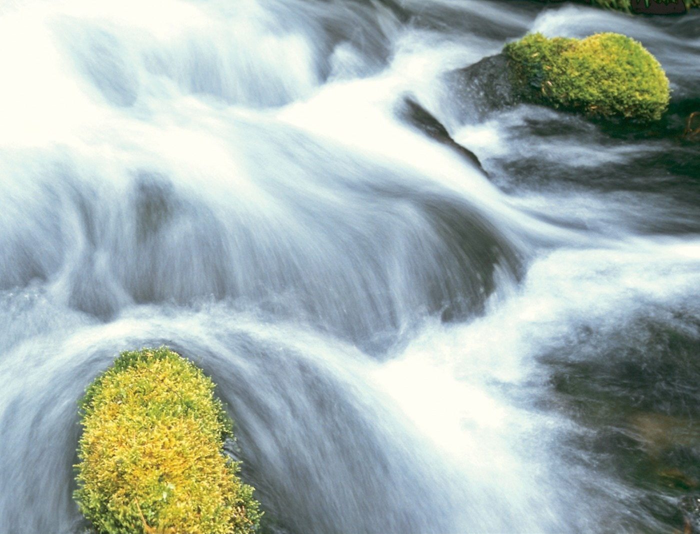 Healthy Saplings Lead to Healthy Ecosystems