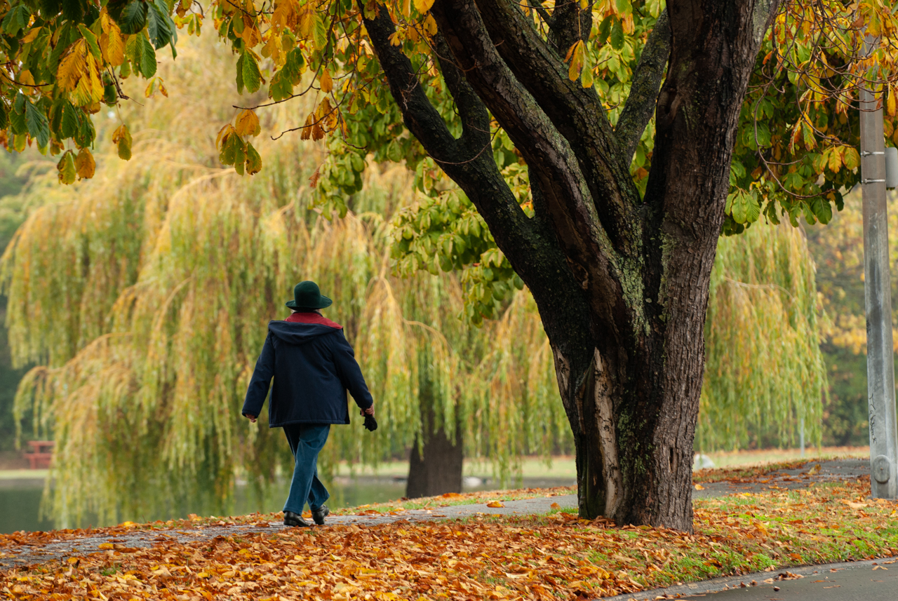 Suggestions For Tree Health and Preservation