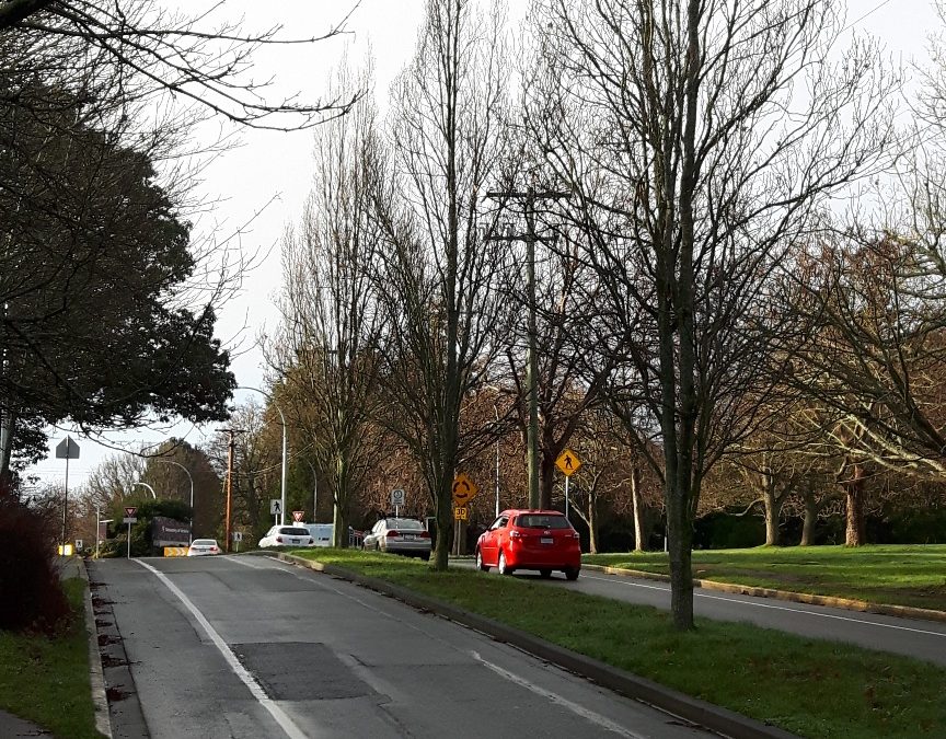Letter to share re: Finnerty Road Trees