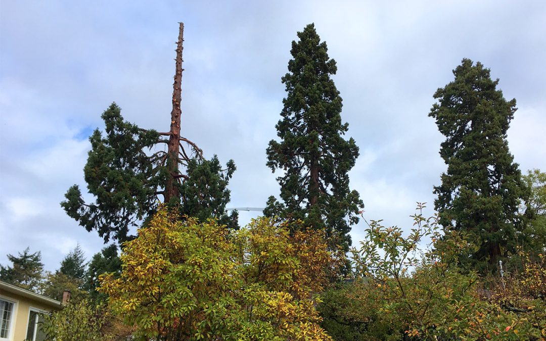 A Plan to Keep Trees Standing and Speaking for the Sequoia