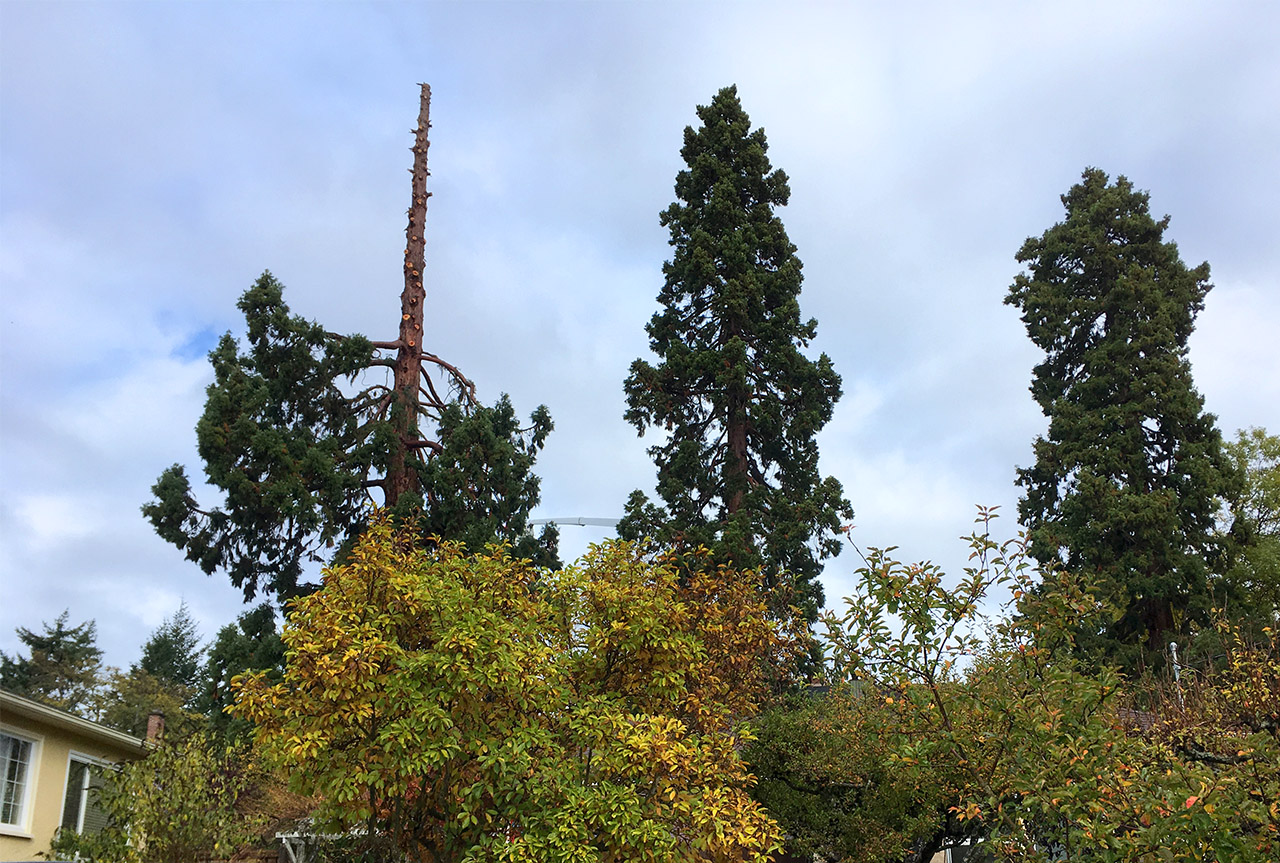 A Plan to Keep Trees Standing and Speaking for the Sequoia