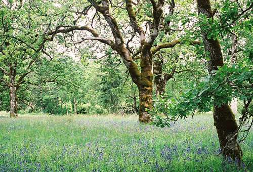 26 Garry Oaks Form Vital Green Space