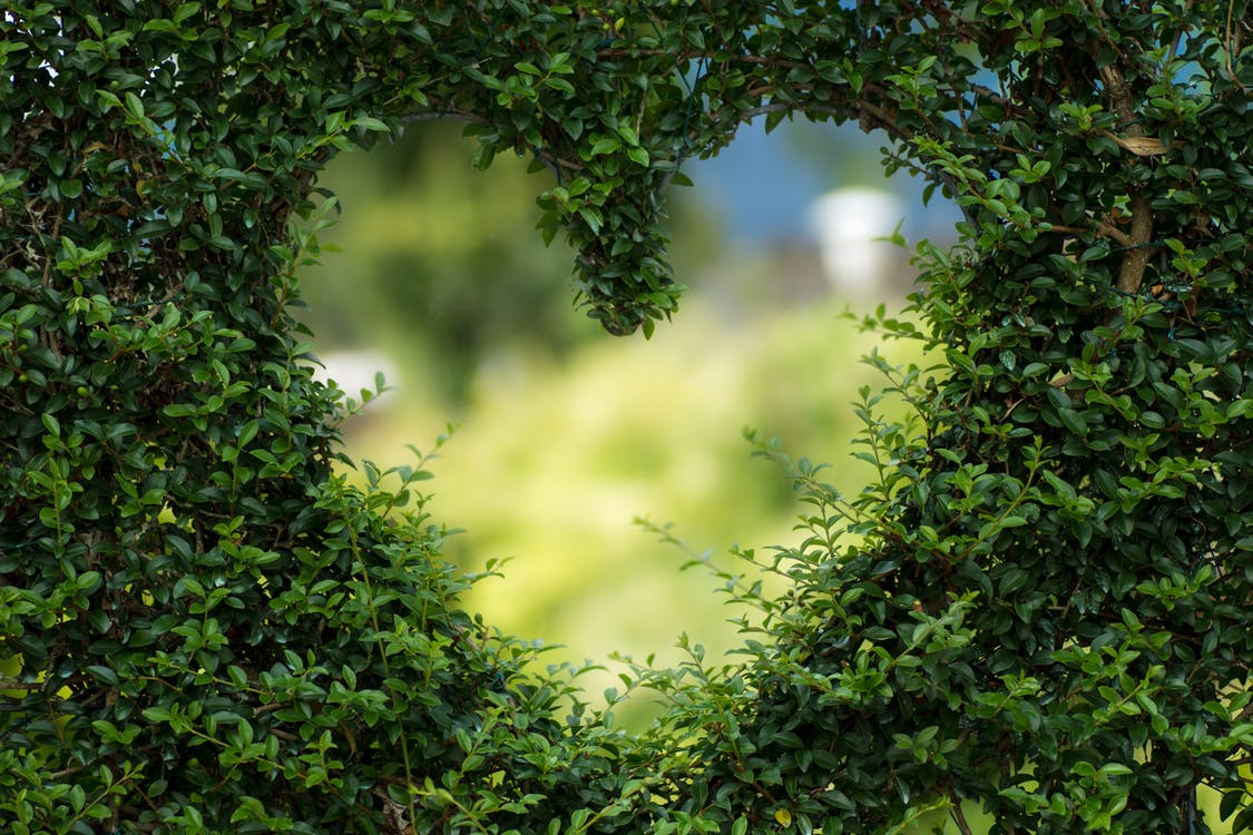 Health Benefits of Trees