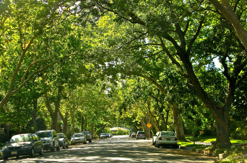 The Value of City Trees