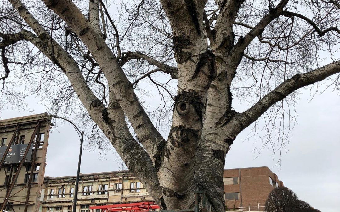 Beautiful Tree in Downtown Victoria Slated For Removal