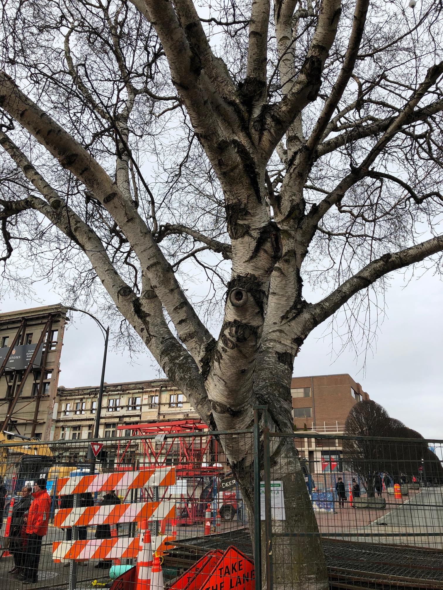 Beautiful Tree in Downtown Victoria Slated For Removal