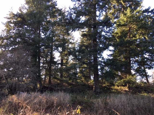 Mature Douglas Firs and Oaks Threatened by Saanich Development