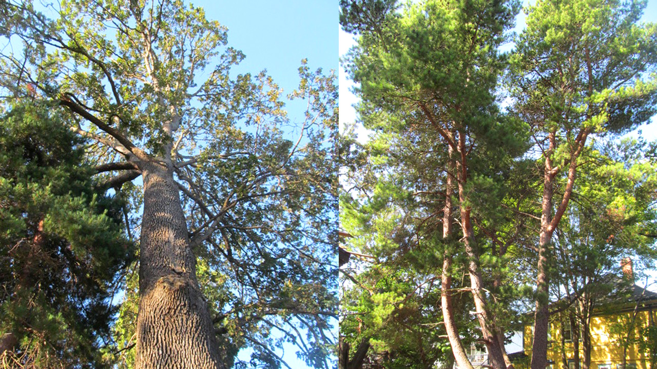 1201 Fort Street Forest in the Heart of the City