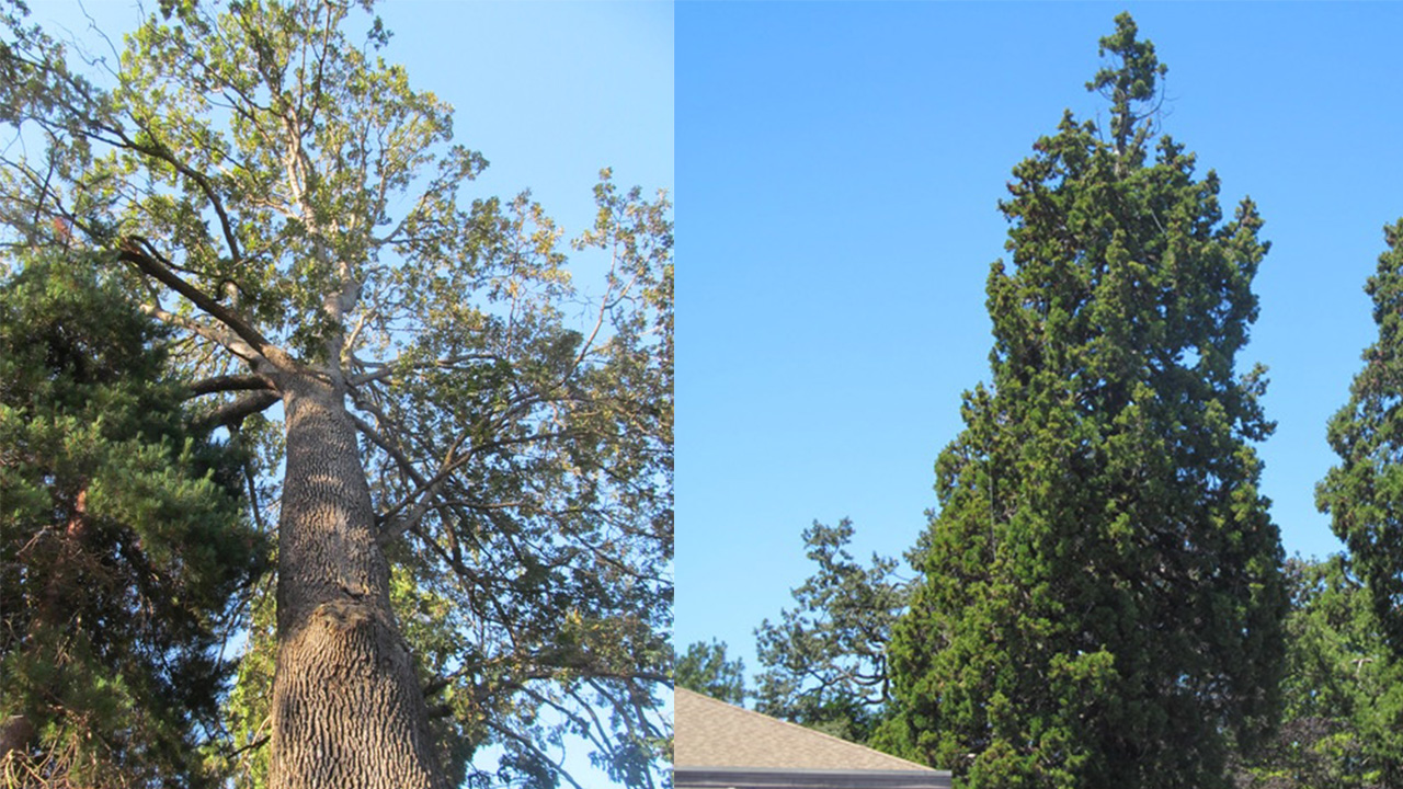 Honouring the Trees