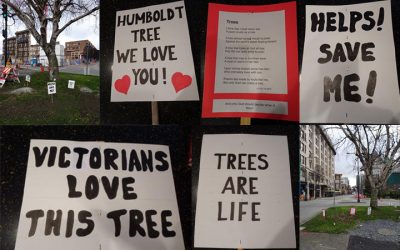 Humboldt Street Tree: A Case Study