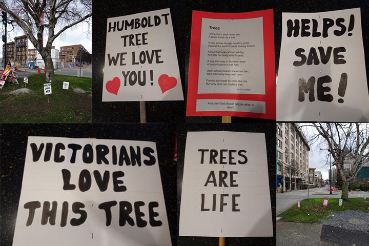Humboldt Street Tree: A Case Study