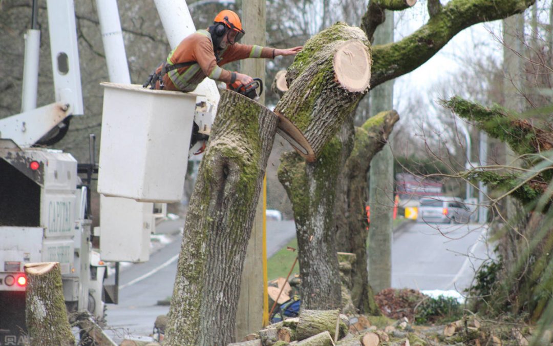 Improvements to Saanich Tree Protection Bylaw