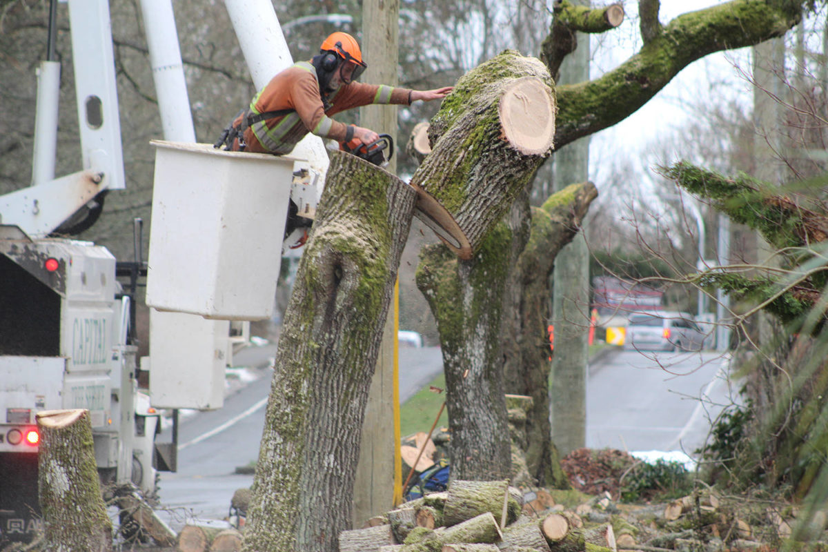 Improvements to Saanich Tree Protection Bylaw