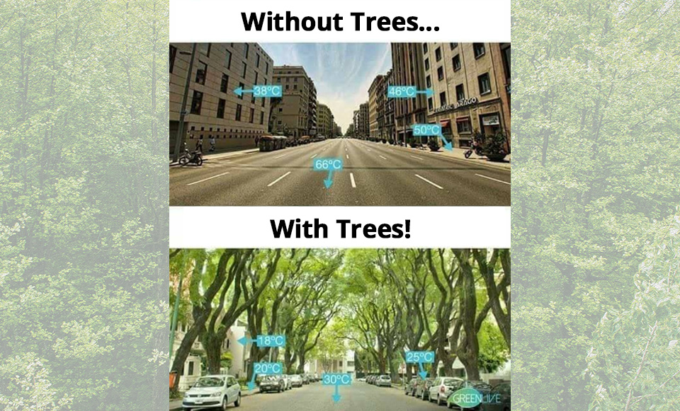 The Importance of Trees in an Urban Setting