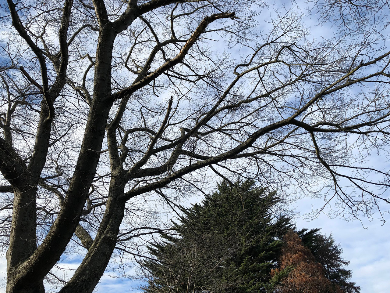 Will the candidate you vote for in next month’s election work to protect Victoria’s trees?