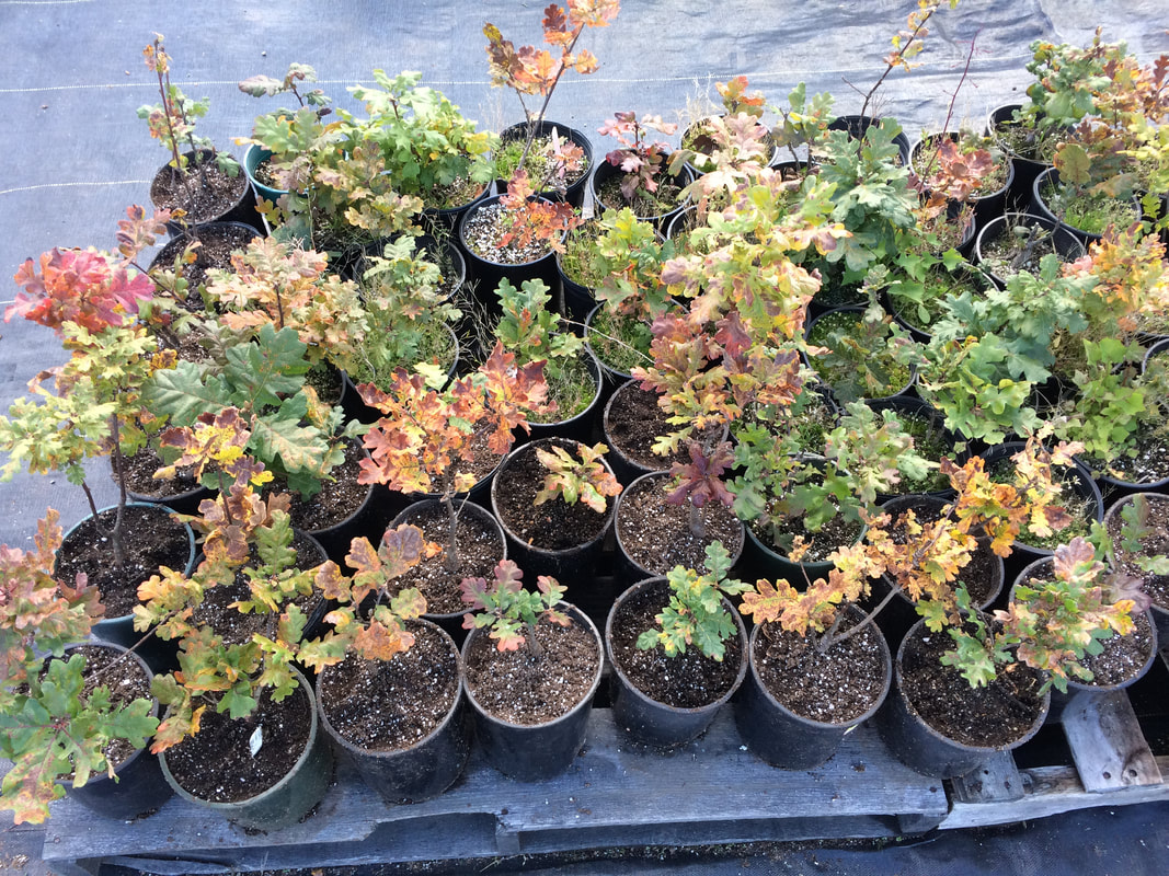 Presenting the Garry Oak Meadow Preservation Society