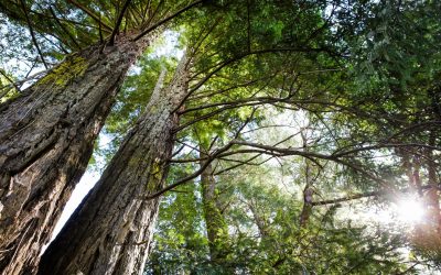 Tree planting ‘has mind-blowing potential’ to tackle climate crisis