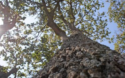 City of Victoria Strengthens Tree Protection Bylaws