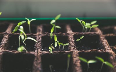 Trees (and Shrubs) For Free!