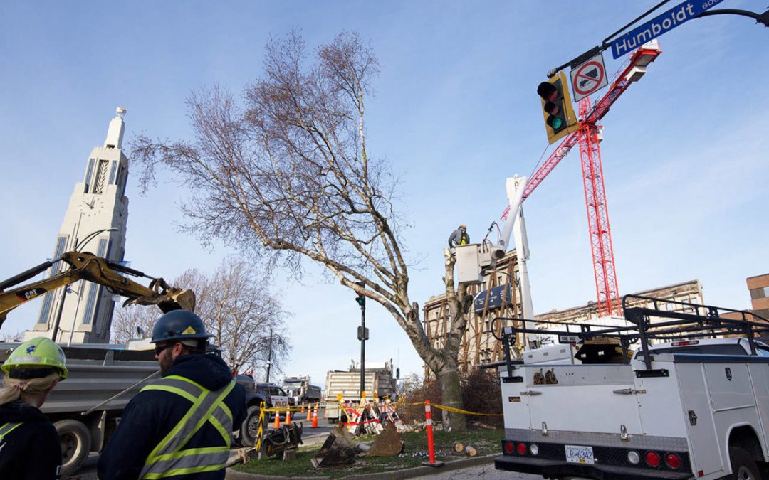 Tree activists call for better transparency after Humboldt Street tree removal