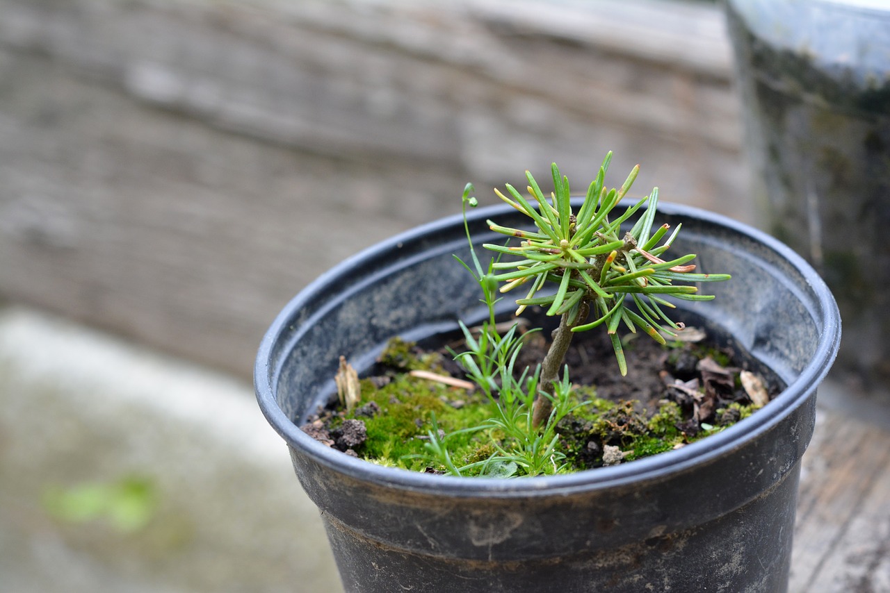 How To Plant Trees