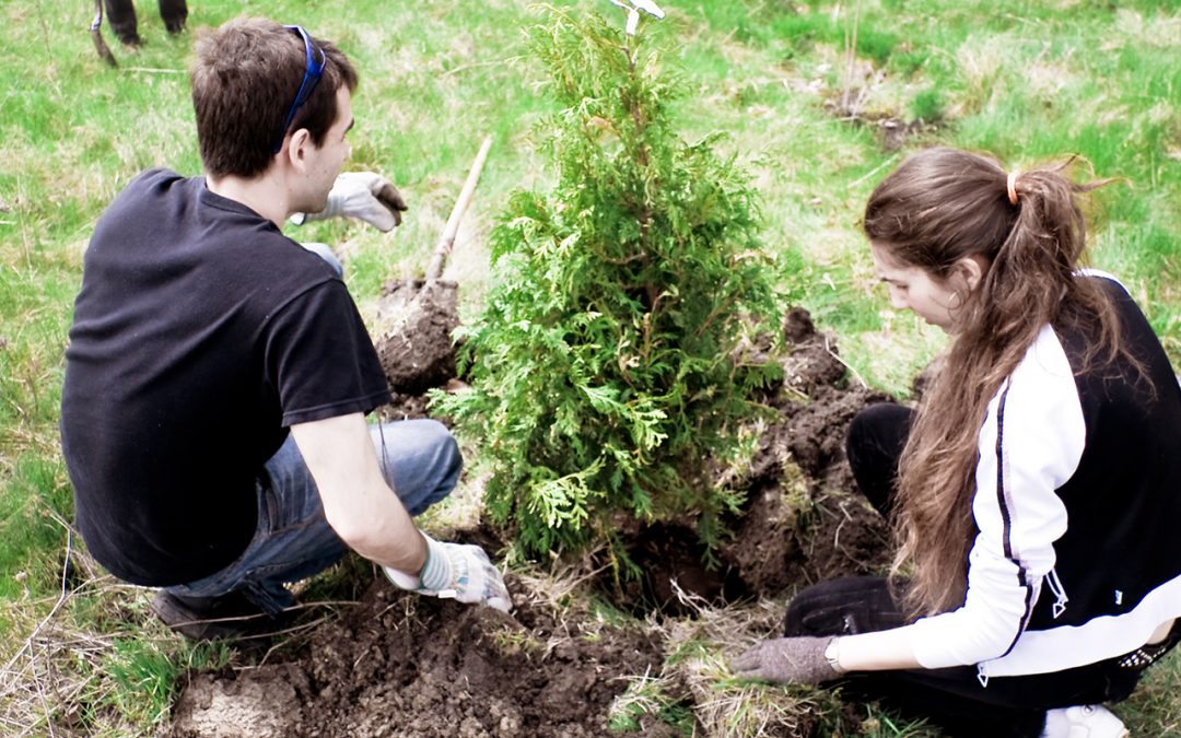 How To Plant Trees If You Don’t Own Land