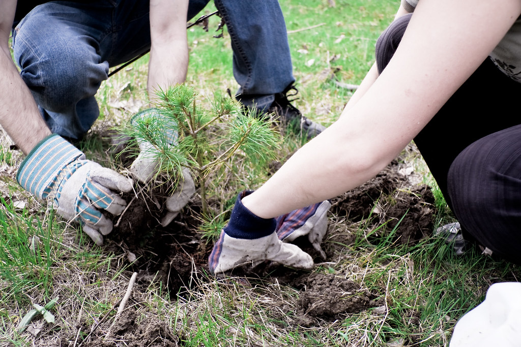City of Victoria Announces Participation in UN’s Trees for Cities Challenge
