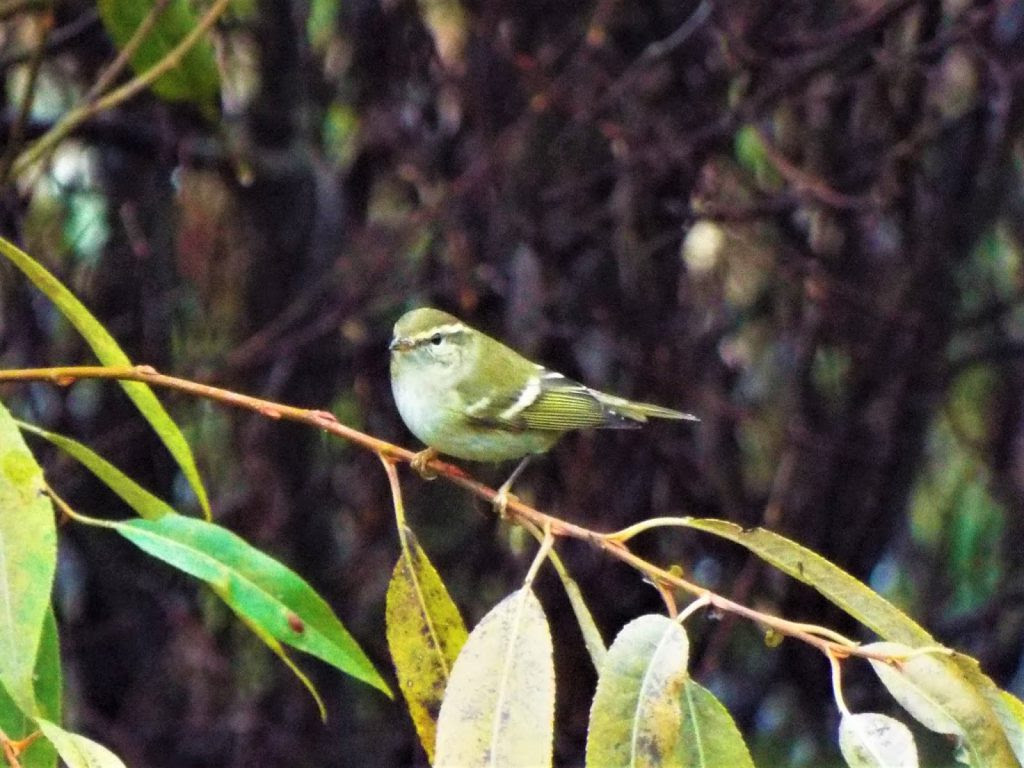 Rare Bird Sighting in Panama Flats