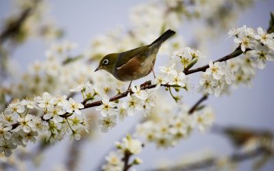 Birds Need Trees