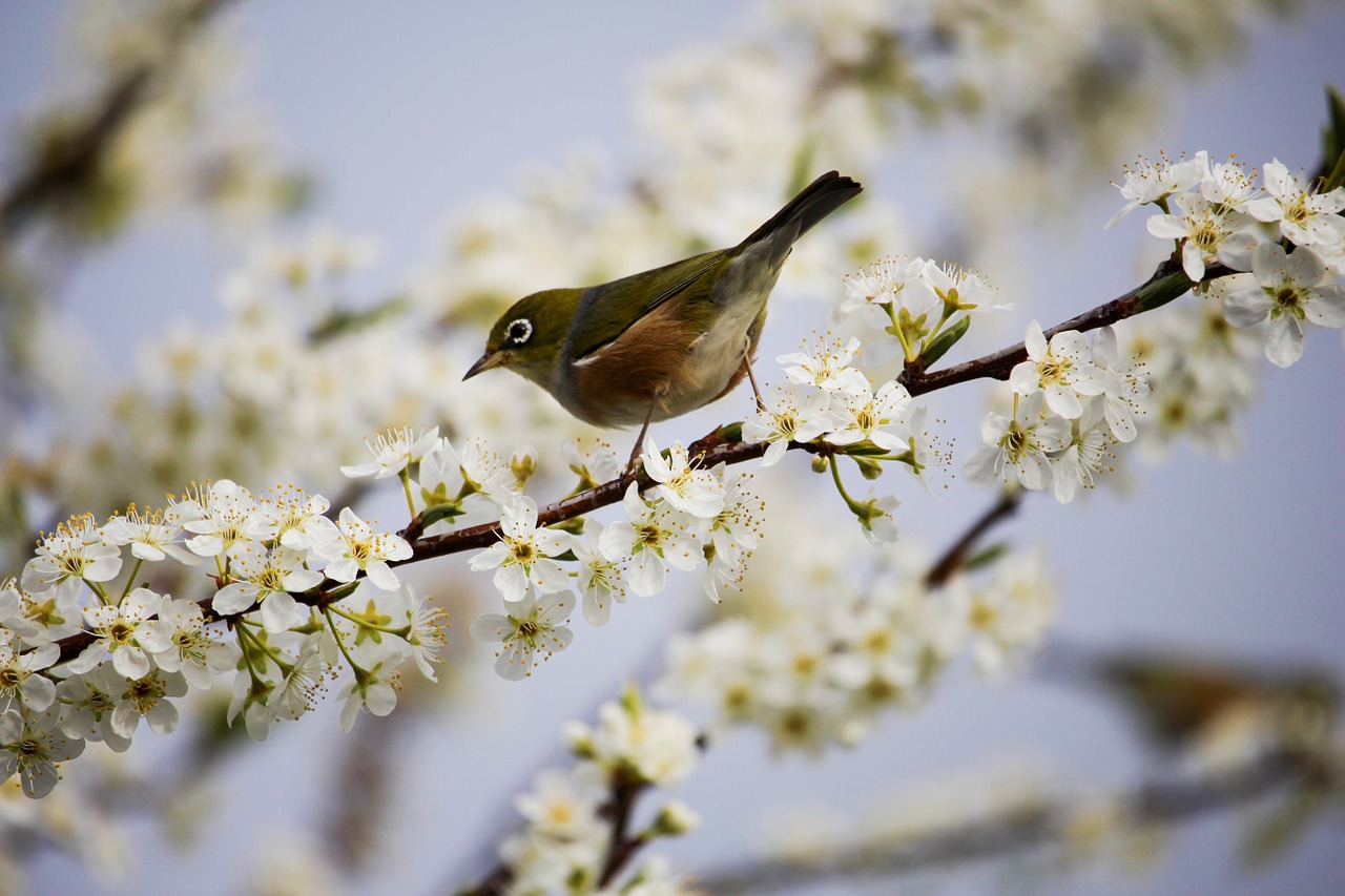 Birds Need Trees