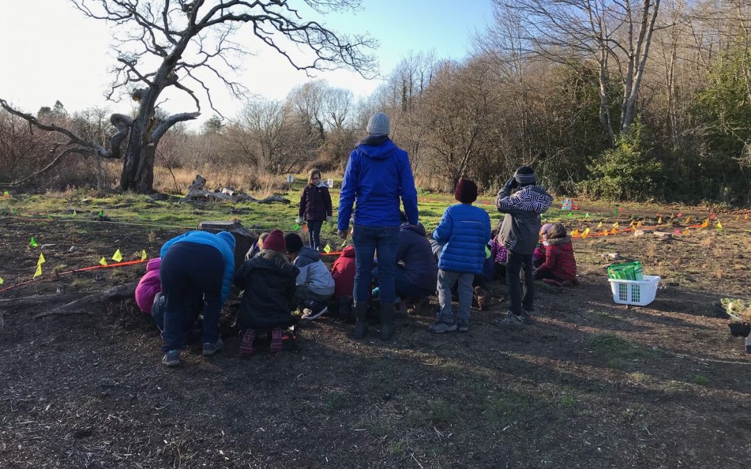 Kindness to Trees in Uplands Park