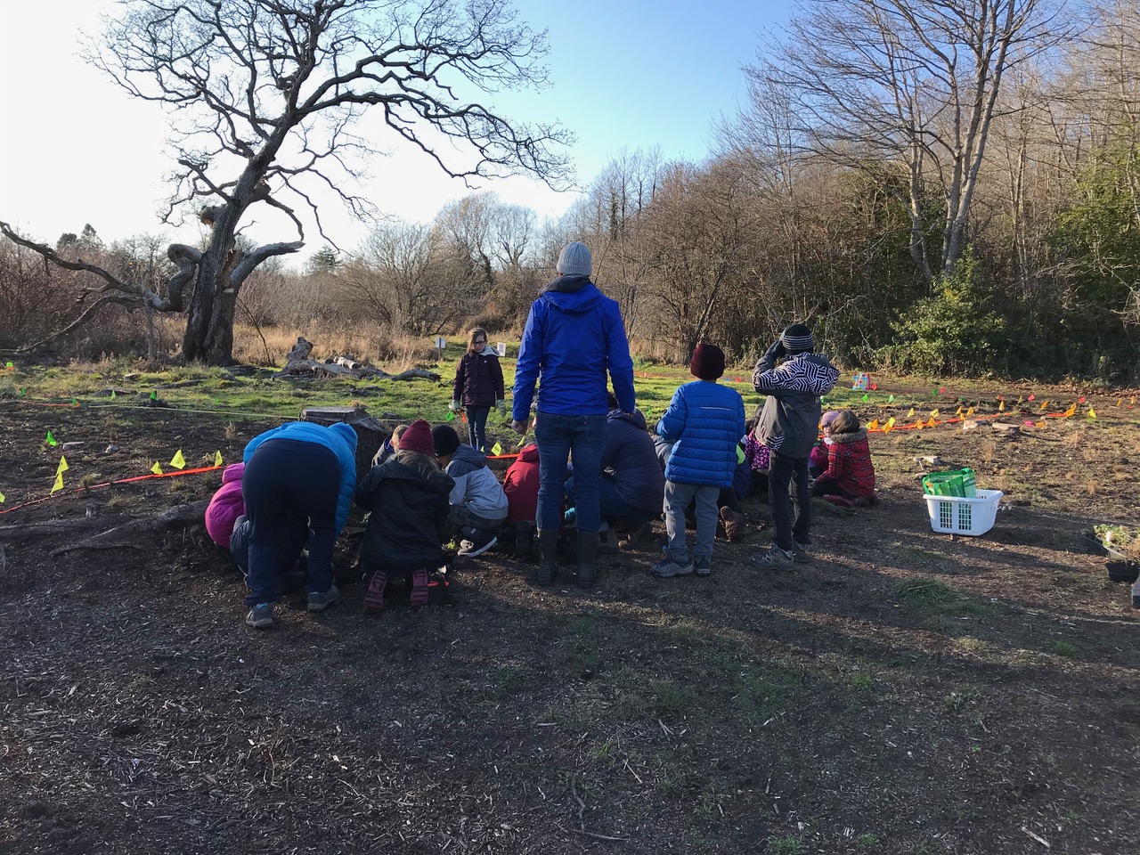 Kindness to Trees in Uplands Park