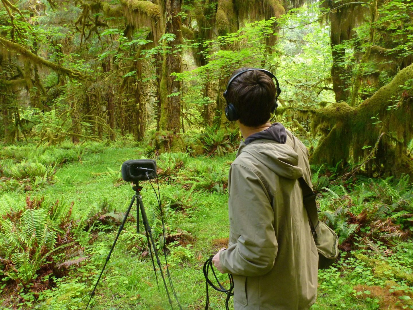 The Cedar Sound Project