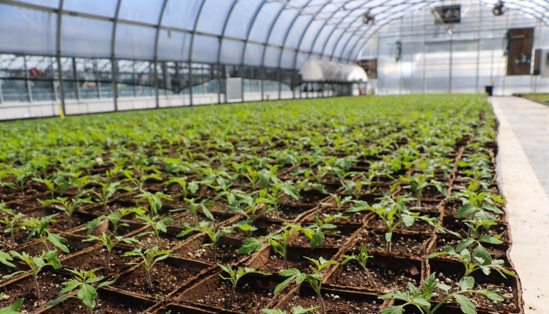 Growing in the City Program