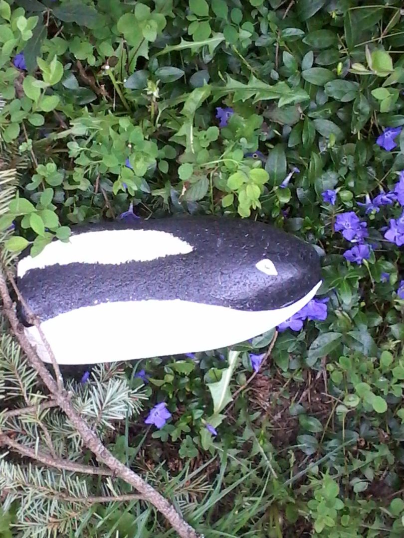 Orca Month 2020