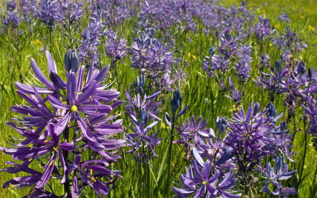 Camas and Beacon Hill Park