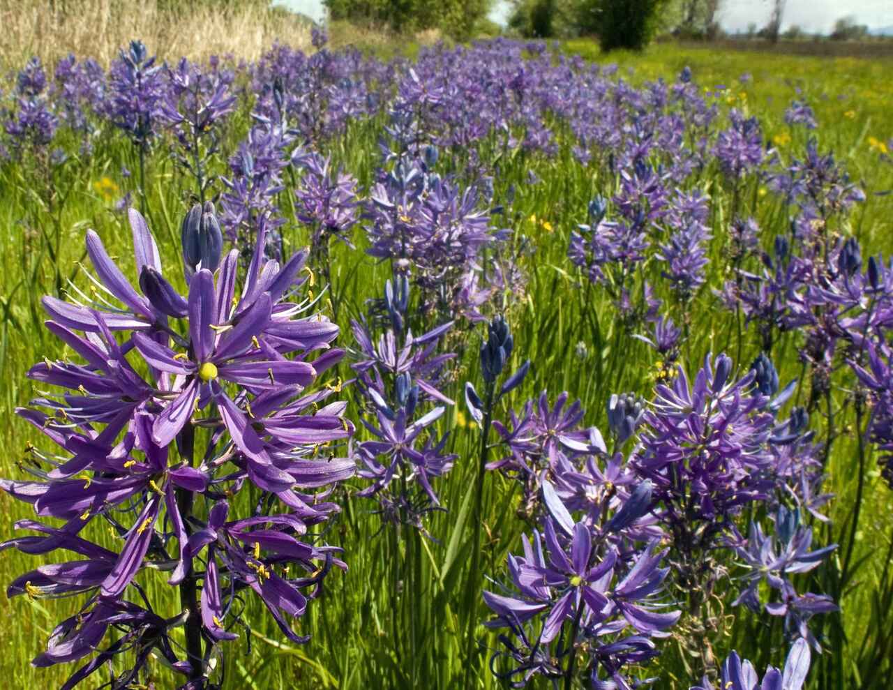 Camas and Beacon Hill Park