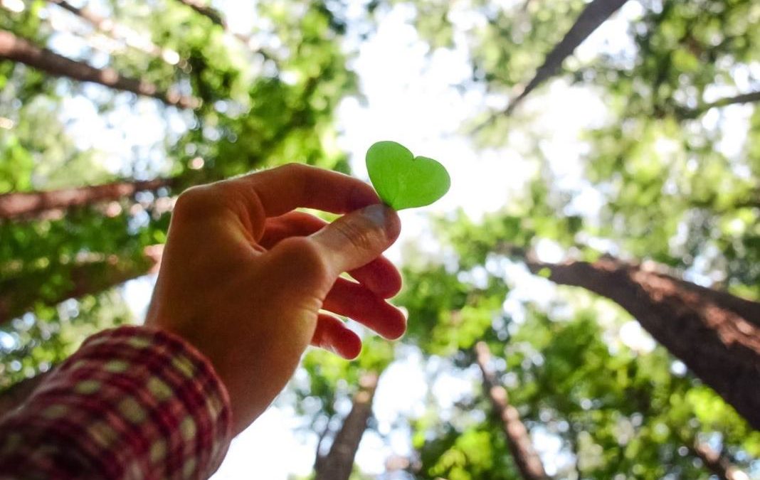 Grassroots Action to Save BC Forests From Extinction