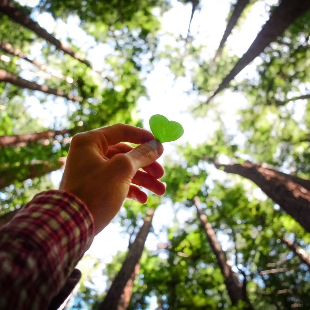 Grassroots Action to Save BC Forests From Extinction