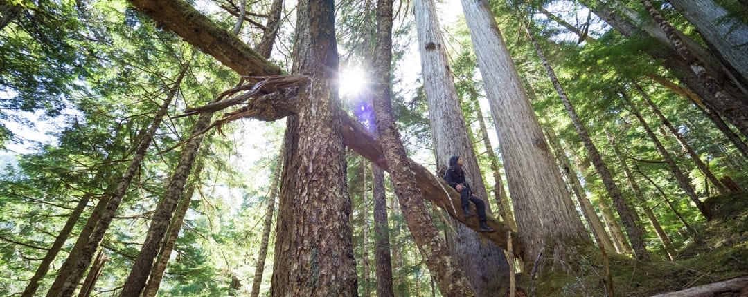 30+ ways you can stand up for old-growth forests today!