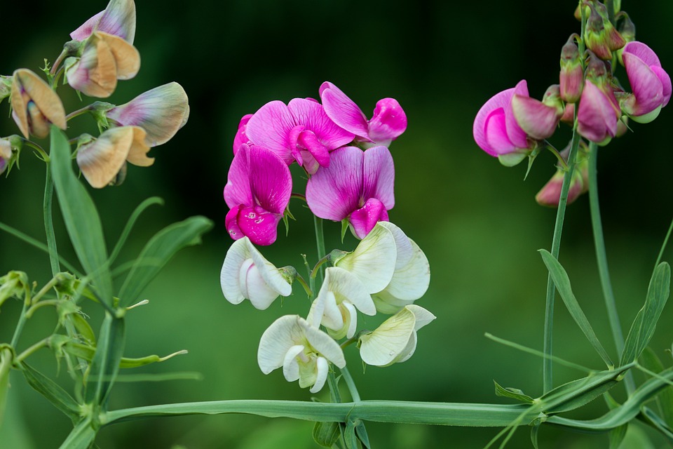 Wildflowers of Yellow Point