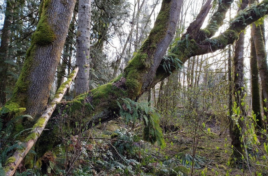 The Trees of Yellow Point