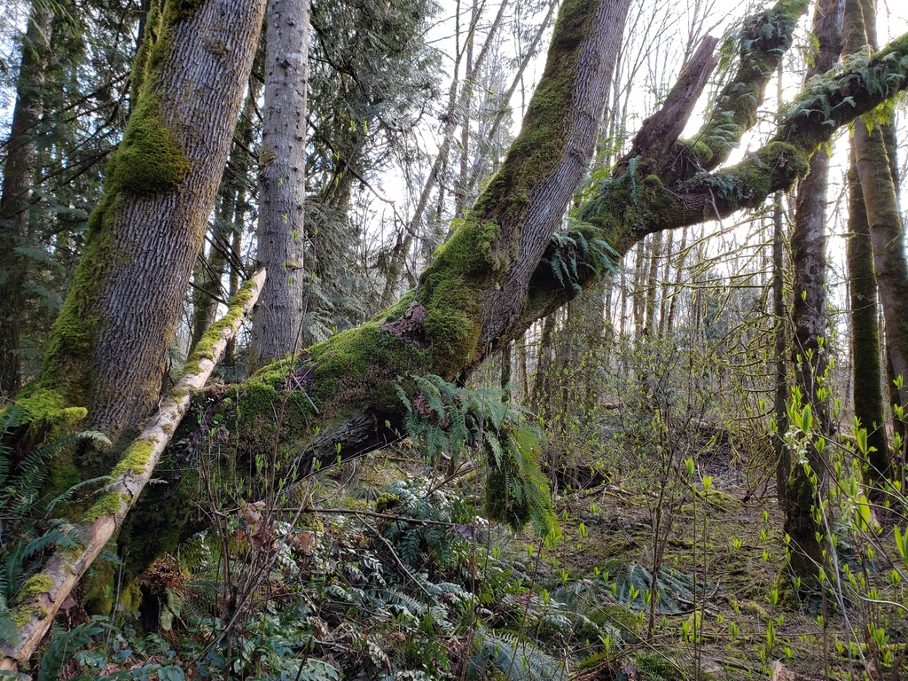 The Trees of Yellow Point