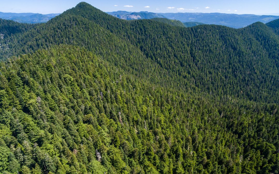 Old Growth Logging Must Stop Now!