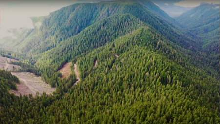BC Government Fails to Defer Road Building and Logging into Fairy Creek Old Growth Watershed