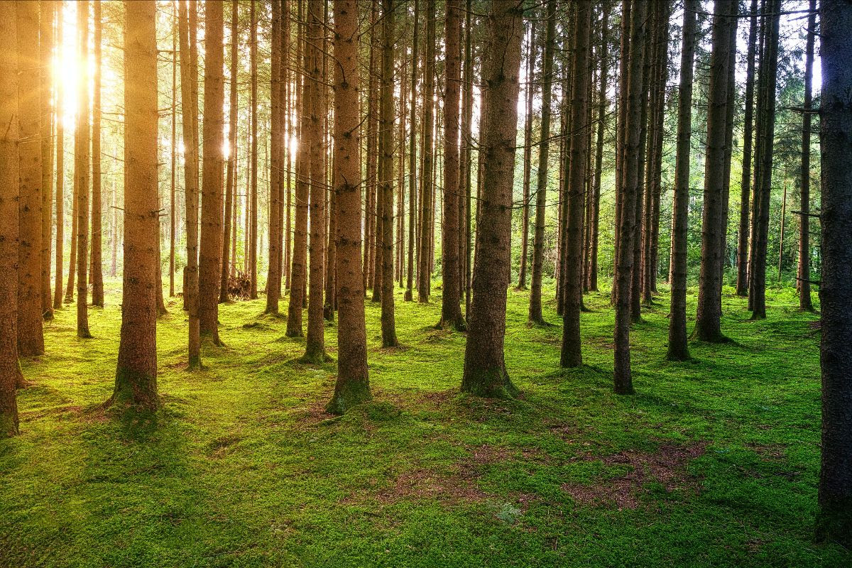 An Appreciation of Trees: Discussion Panel